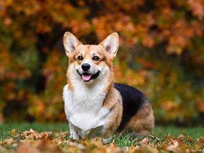 corgi-description
