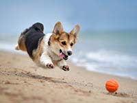 corgi1